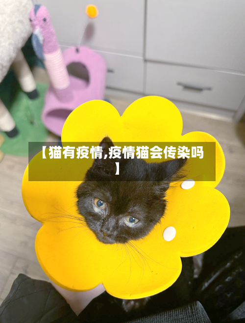 【猫有疫情,疫情猫会传染吗】