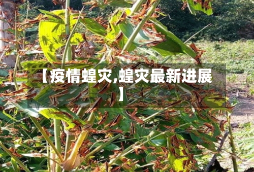 【疫情蝗灾,蝗灾最新进展】